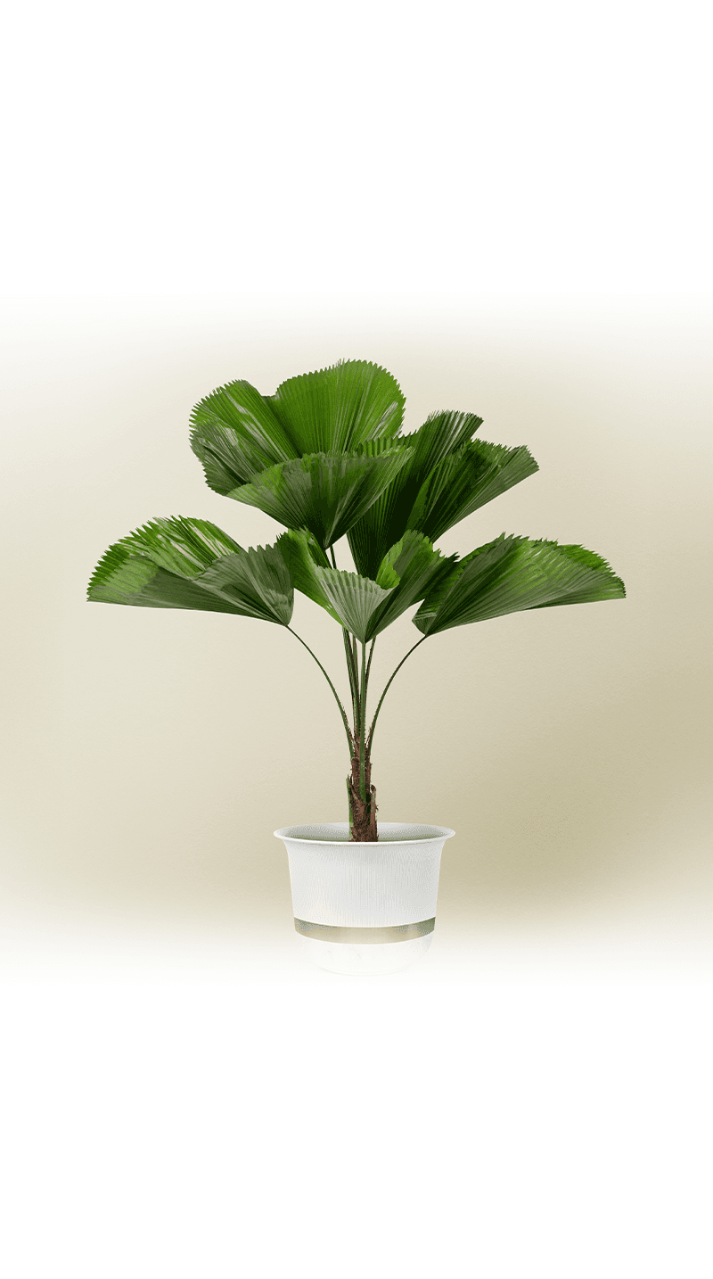 Ruffled leaf palm