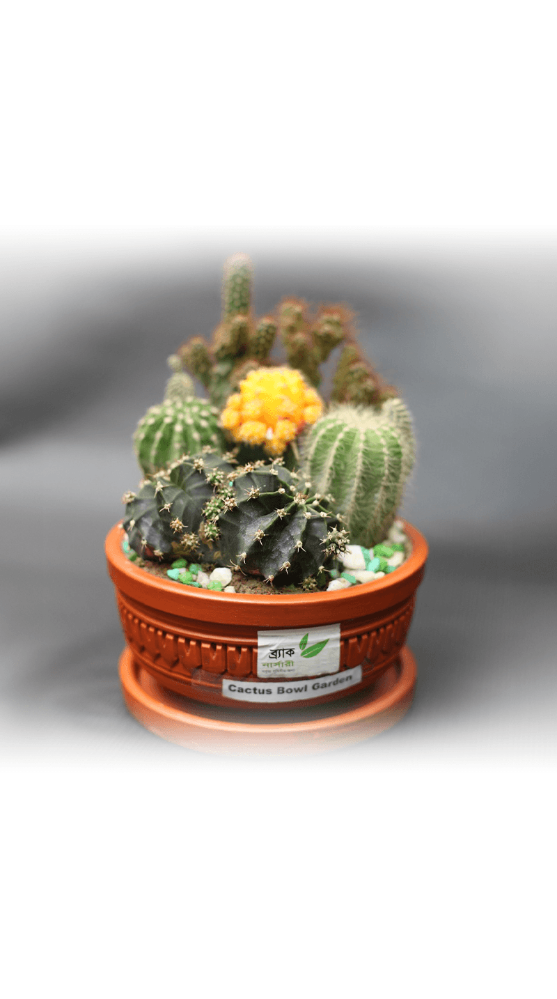 Cactus