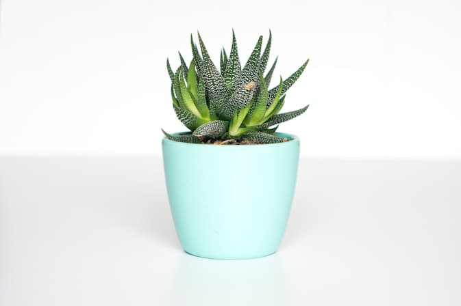 Snake Plant