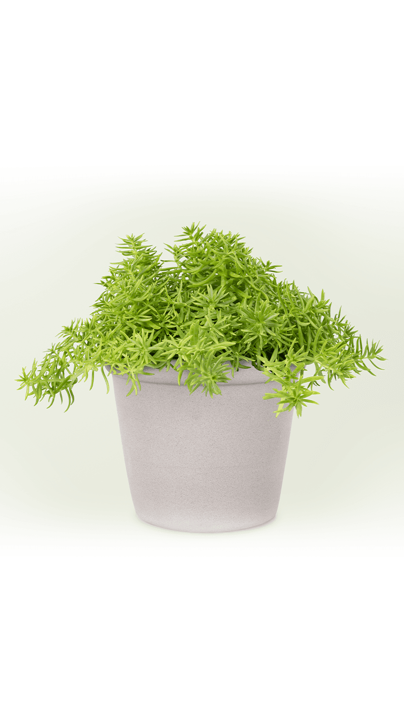 Sedum linear