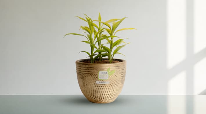 Dracaena (Dracaena marginata)