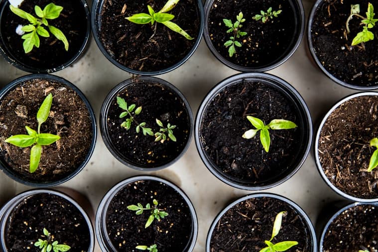 Plant Rental Service