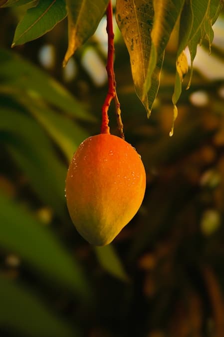 Fruits Saplings