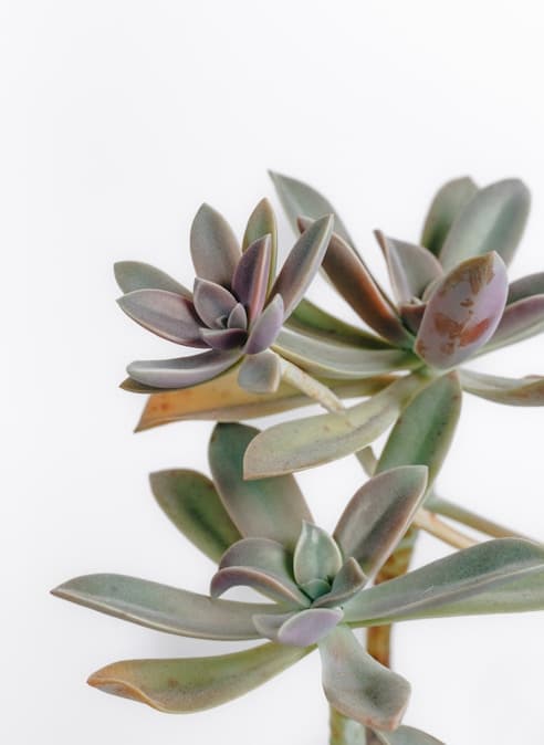 Ornamental Plants