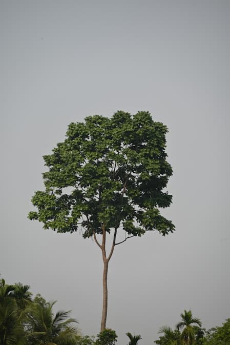 Timber Seedlings