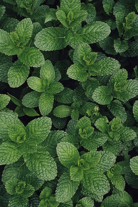 Medicinal Plants
