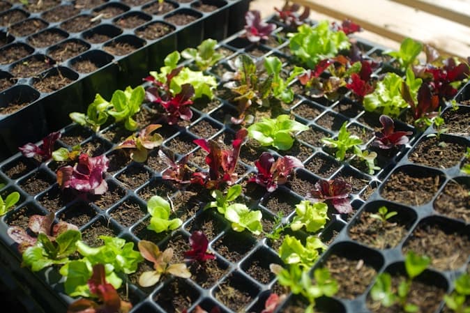 Vegetable seeds and seedlings